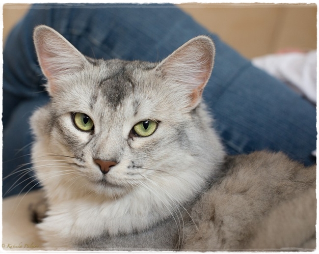 15.04.17 Malengo 851DQ0PN -