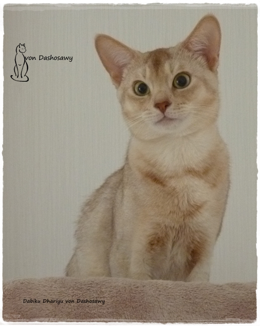 17.06.25 1250335 Dhariyu - 650