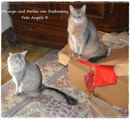 17.12.17 Malika - Picu002 --