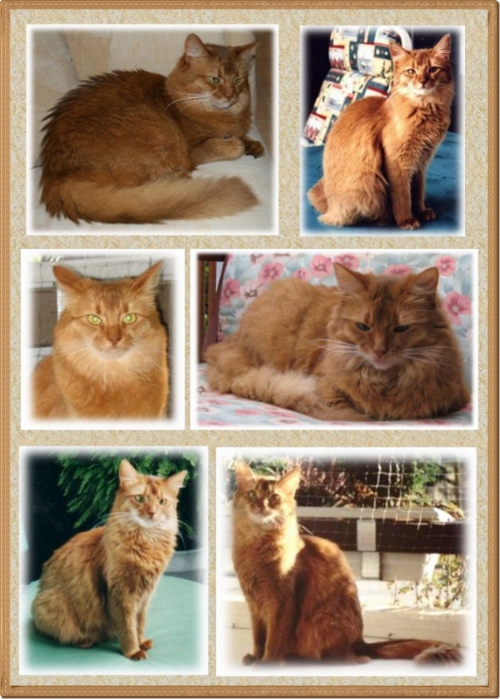 Collage_Danica- Collage_Danica-