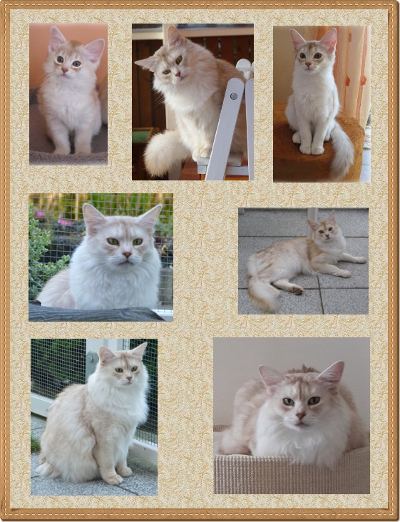 Collage Fayola- Collage Fayola-
