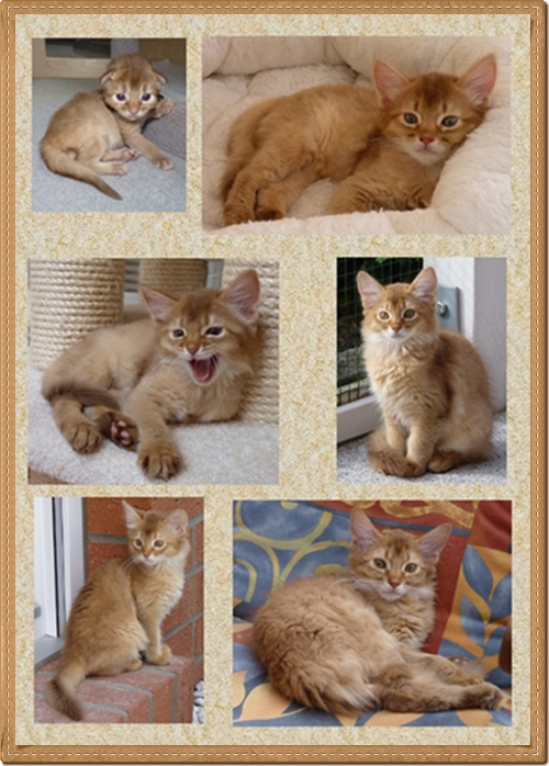 Collage Obuyo- Collage Obuyo-