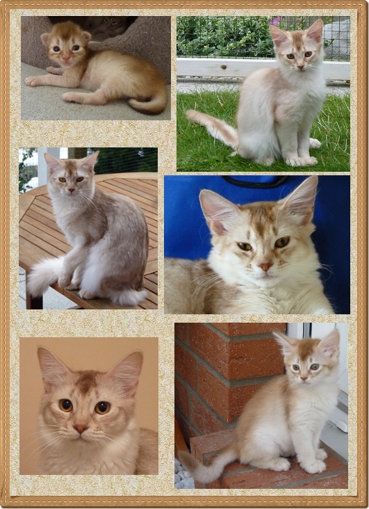 Collage_Olucho- Collage_Olucho-