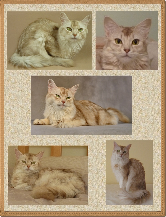 Collage Snowy- Collage Snowy-