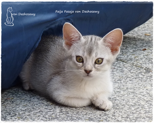 FF 17.06.18 1250306 Fasaja