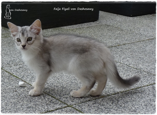 FF 17.07.04 1250841 Fiyali