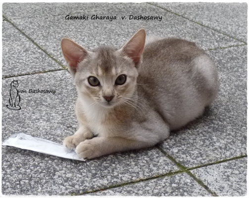 GG 17.08.27 1260480 Gharaya GG 17.08.27 1260480 Gharaya