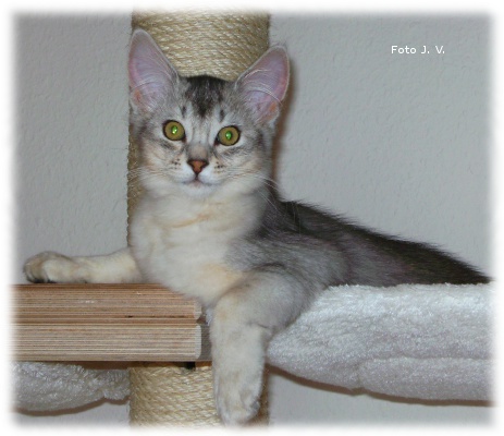 GhanimoGhaniyuGitongoHanunu