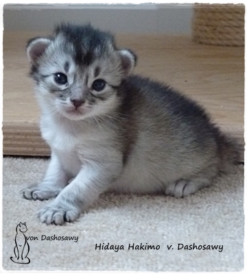 HH 17.08.29 1260548 Hakimo HH 17.08.29 1260548 Hakimo
