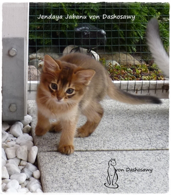 JJ 17.10.21 1280173 jabanu JJ 17.10.21 1280173 jabanu