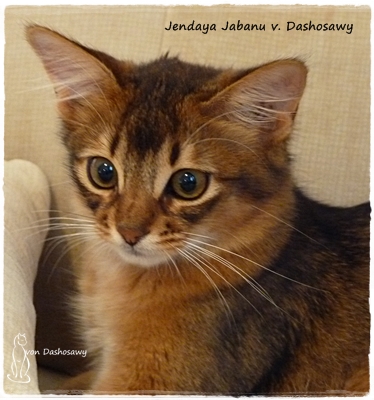 JJ 17.12.29 1290240 jabanu JJ 17.12.29 1290240 jabanu