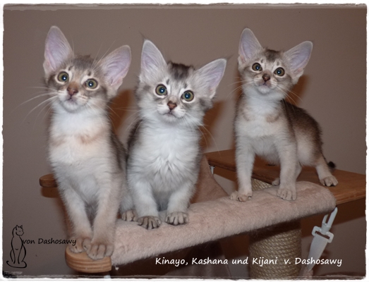 KK 19.02.13 1330046 alle