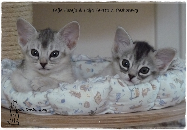 Kitten FF_1240951 ja ta