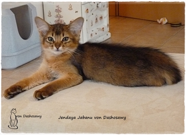 Kitten JJ_1280863_jabanu