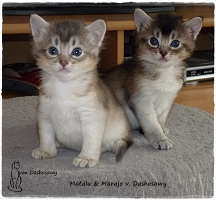 MM 19.03.28 1330894 beide kater MM 19.03.28 1330894 beide kater