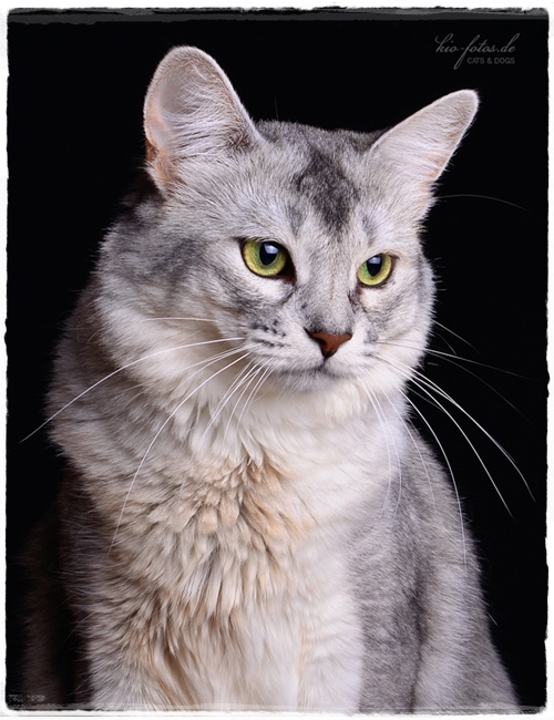 Malengo kio-fotos-0922--