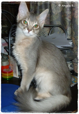 Malika-2