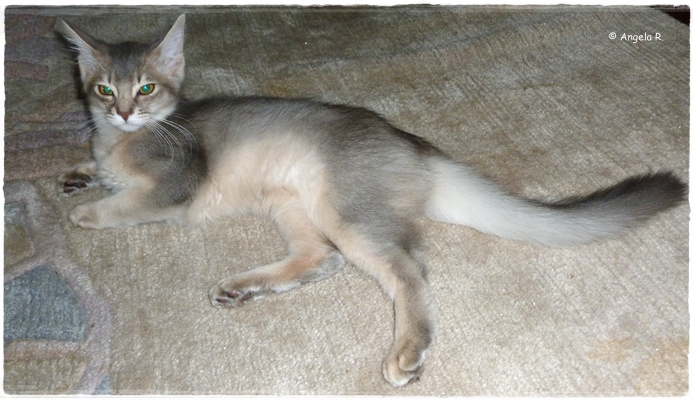 Malika-3