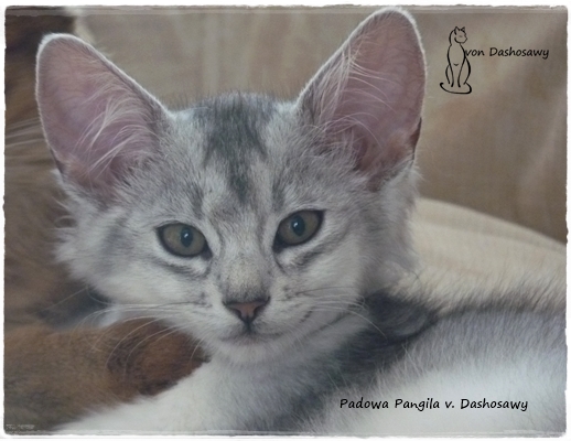PP 20.05.24 1370659 Pangila