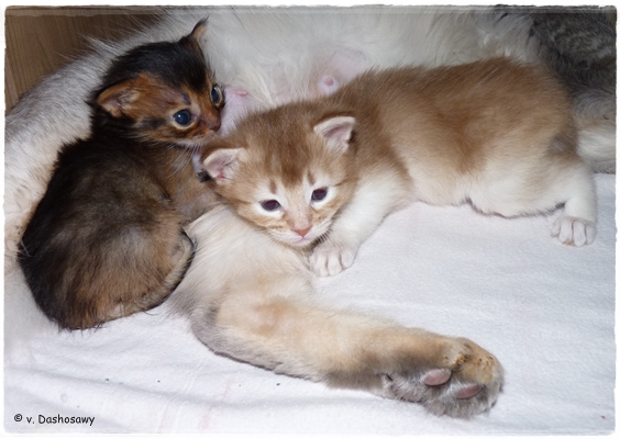 S 13.06.29 1200048 Dandy-Sabolo S 13.06.29 1200048 Dandy-Sabolo