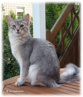 Zuchtkater_Shindo_1