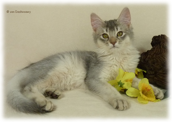 Zuchtkater_Shindo_2