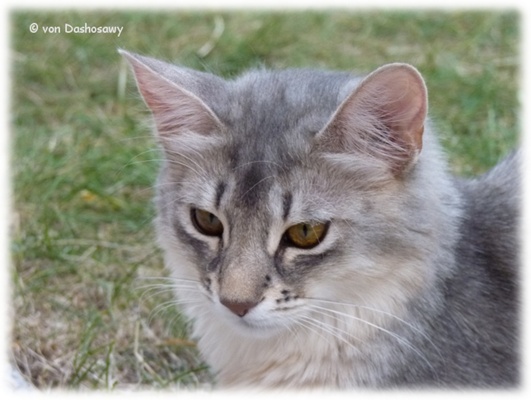 Zuchtkater_Shindo_3