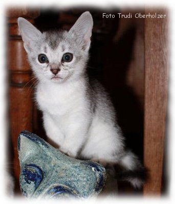 Zuchtkatze Usamaa 1
