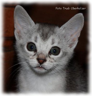 Zuchtkatze Usamaa 2