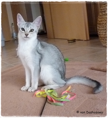 Zuchtkatze Usamaa 4 -0973