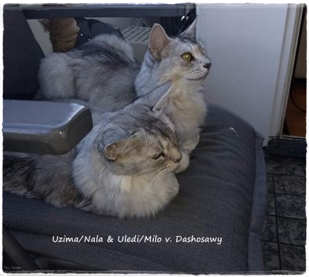 umg_Uzima 19.09.02 Nala-Milo 924 - umg_Uzima 19.09.02 Nala-Milo 924 -